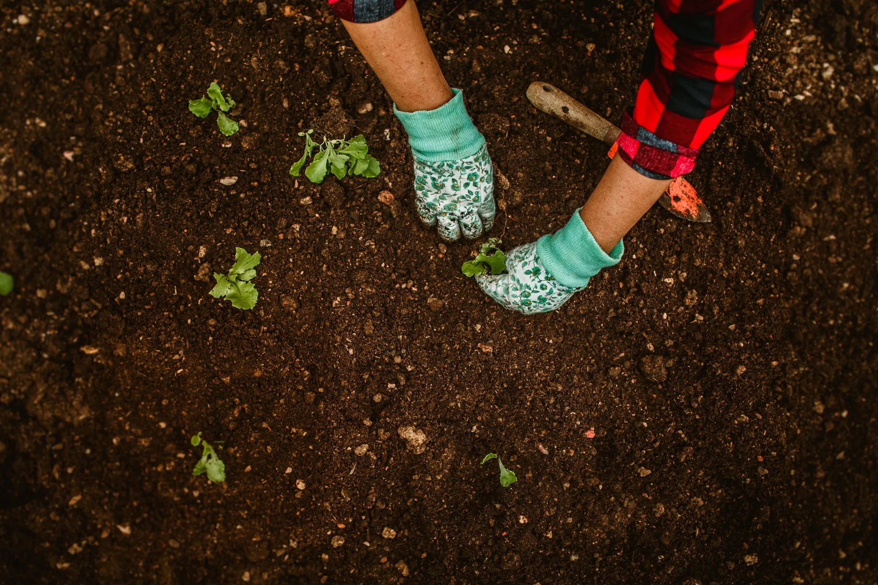 Hands planting seedlings in garden soil
