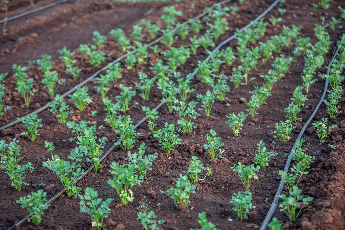 Drip irrigation lines watering rows of young plants