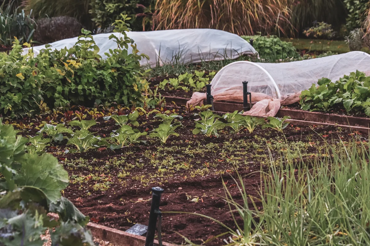 Modular cedar raised bed filled with leafy vegetables
