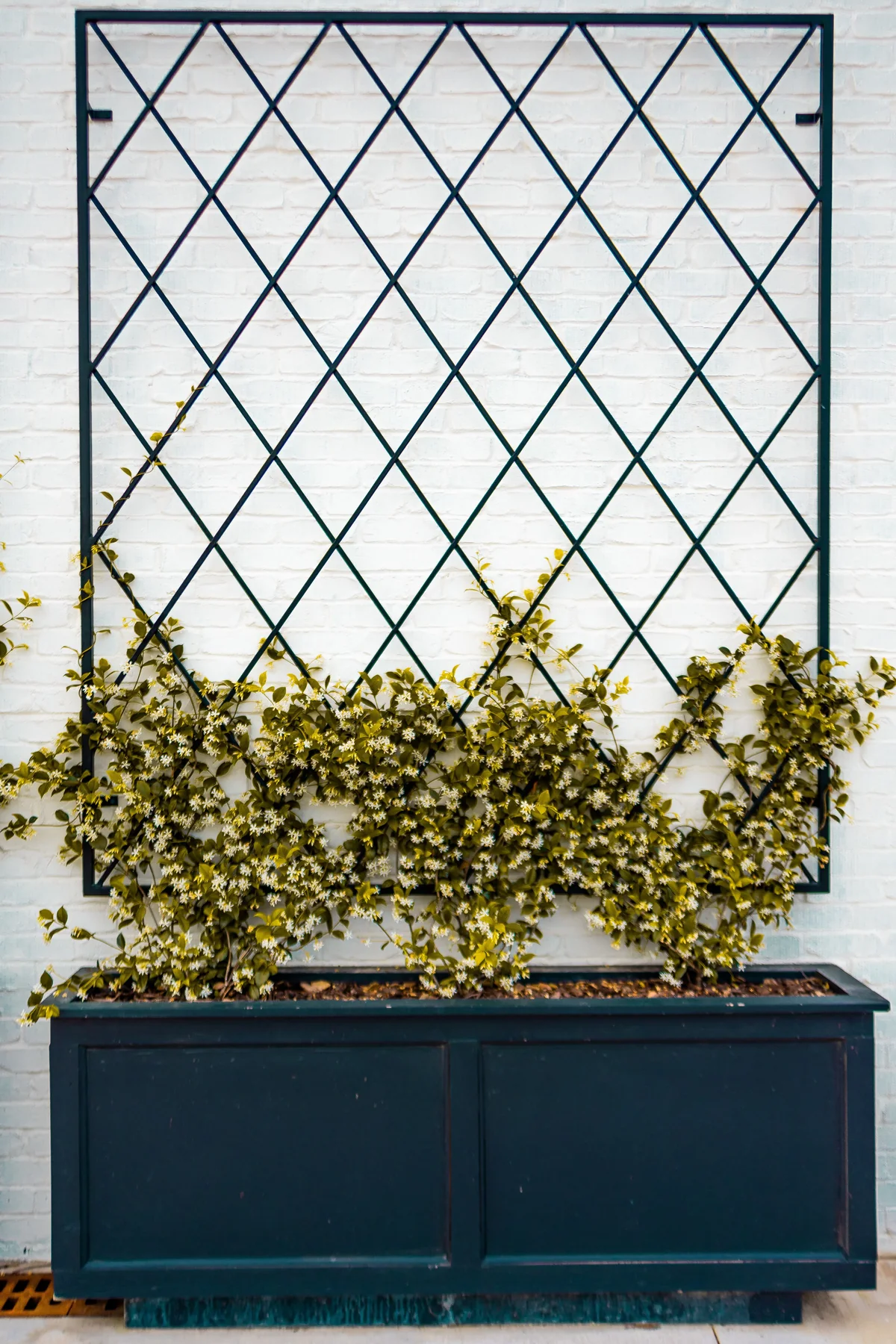Climbing plants growing on a modern outdoor trellis