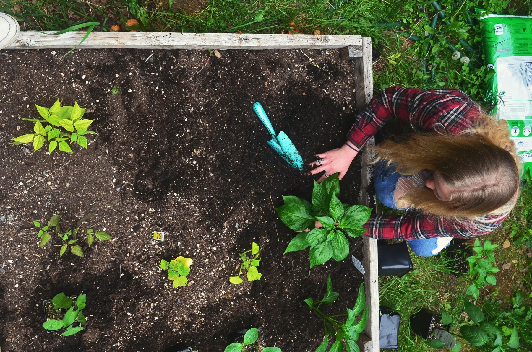 Gardener planting in a raised backyard garden bed