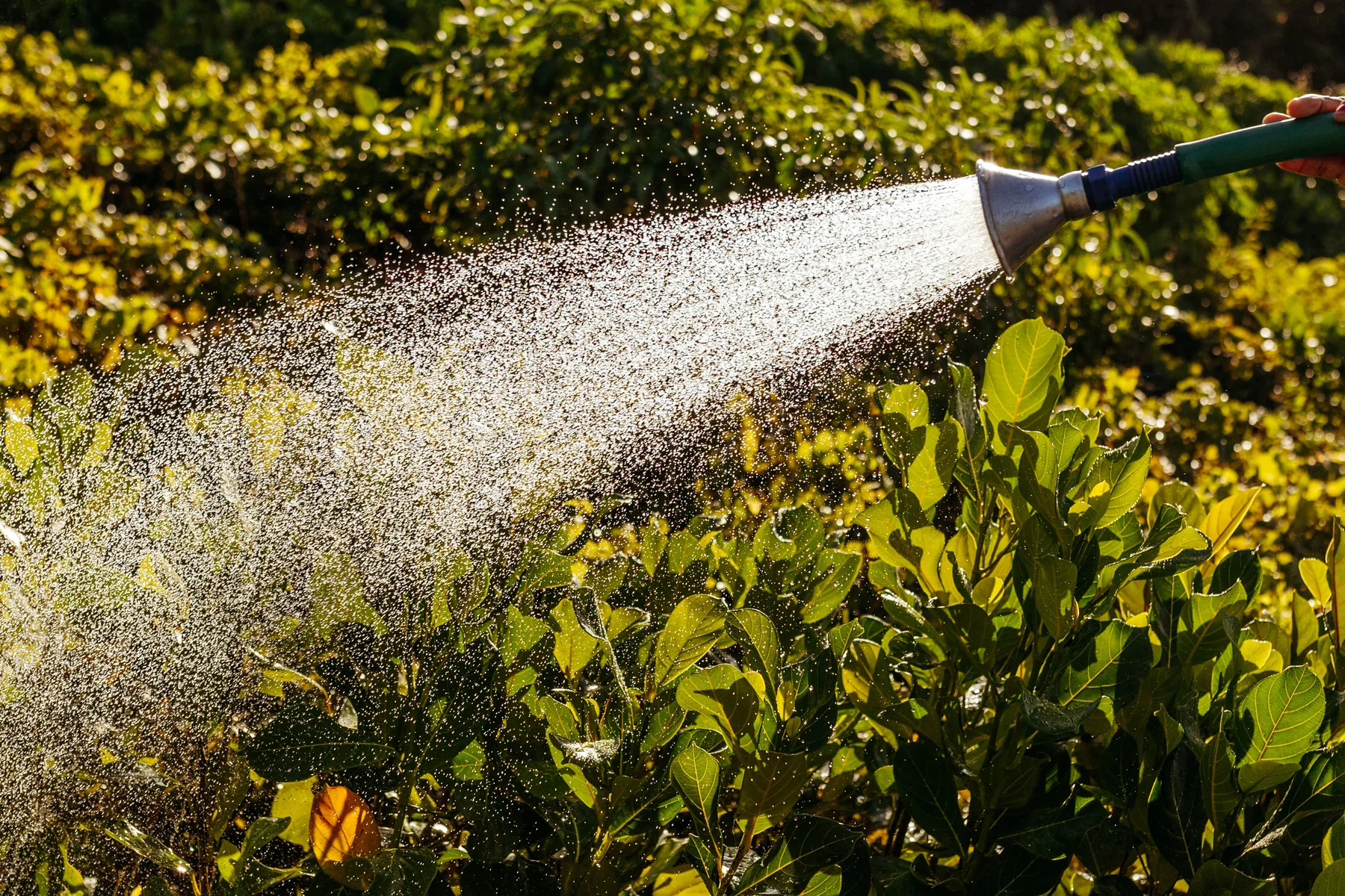 Garden hose watering healthy green plants